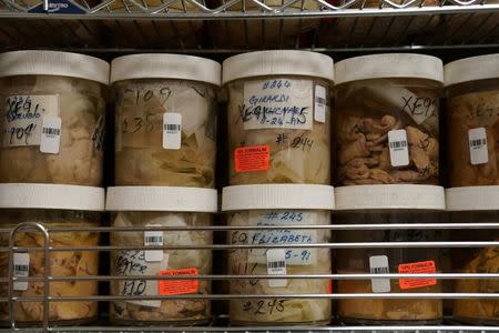 Human brains stored in formaldehyde are pictured at a brain bank in the Bronx borough of New York City, New York, U.S. June 28, 2017. REUTERS/Carlo Allegri