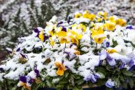 <p>Of course Winter Pansies would make the list. Known to bloom throughout winter, with a little care it will continue to do so all the way up to spring. These hardy plants will do particularly well in raised beds to avoid standing water, but they’re great for containers, borders, <a href="https://www.housebeautiful.com/uk/garden/plants/g28605157/hanging-basket-plants/" rel="nofollow noopener" target="_blank" data-ylk="slk:hanging baskets;elm:context_link;itc:0;sec:content-canvas" class="link ">hanging baskets</a> and much more. Pansies will give striking hues of yellow, orange, red, white, purple or even blue, making it an ideal choice if you want to inject some colour into your garden, but be sure to trim off the dead blooms to get more flowers. If planted in late October, allow it to grow in a sunny spot where it can soak up the remainder of the autumn sunshine.</p><p><strong>SHOP NOW...</strong></p><p>• <a href="https://www.thompson-morgan.com/p/pansy-matrixtrade-mixed/p85592TM" rel="nofollow noopener" target="_blank" data-ylk="slk:Pansy 'Matrix Mixed' via Thompson & Morgan;elm:context_link;itc:0;sec:content-canvas" class="link ">Pansy 'Matrix Mixed' via Thompson & Morgan</a></p><p>• <a href="https://www.waitrosegarden.com/plants/_/pansy-matrix-f1-autumn-select-mixed/classid.2000018781/" rel="nofollow noopener" target="_blank" data-ylk="slk:Pansy Matrix F1 Autumn Select Mixed via Waitrose Garden;elm:context_link;itc:0;sec:content-canvas" class="link ">Pansy Matrix F1 Autumn Select Mixed via Waitrose Garden</a><br></p>