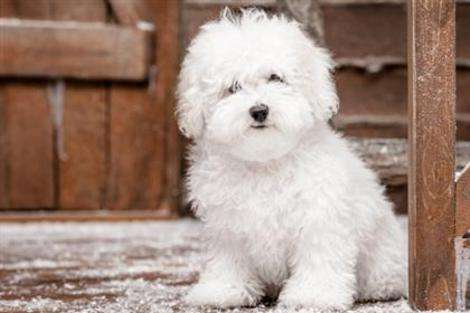 Exploring Different Dog Breeds: Hypoallergenic Options - Bichon Frise