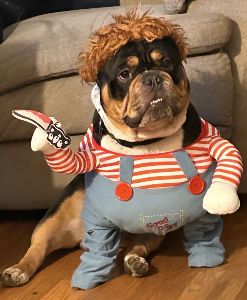 Dog in Chucky costume with red wig and striped shirt, holding a fake knife. Reddit post in r/Halloween_Costumes about "The Dog of Chucky."