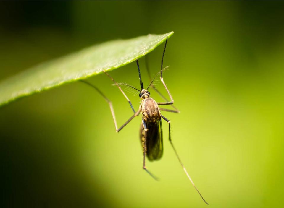 Don&#39;t let those annoying mosquitos ruin your outdoor evenings this year. (Source: Unsplash)