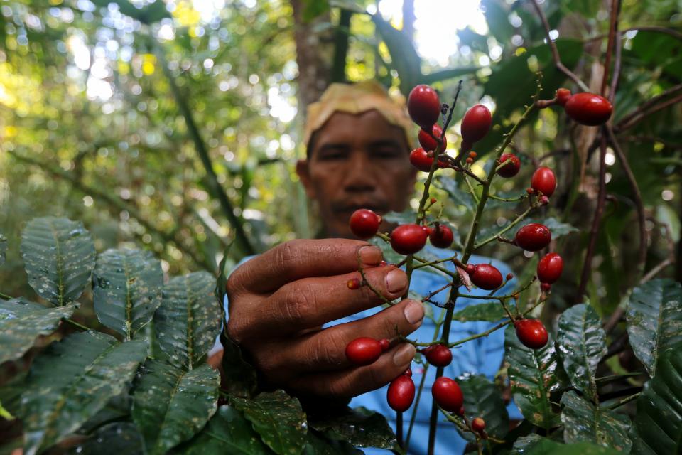 Satere-Mawe indigenous leader Valdiney Satere, 43, collects caferana, a native plant of the Amazon rainforest used as medicinal herb, to treat people showing symptoms of the novel coronavirus COVID-19 in their community Wakiru, in Taruma neighbourhood, a rural area west of Manaus, Amazonas State, Brazil, on May 17, 2020. - According to Satere-Mawe indigenous leader Andre Satere, eleven people in their community are showing COVID-19 symptoms. The local and state governments were called to assist to no avail. With the Amazonas state health system saturated, indigenous people turn to their ancestral knowledge about the region's nature to stay healthy and treat possible symptoms of the novel coronavirus. (Photo by Ricardo OLIVEIRA / AFP) (Photo by RICARDO OLIVEIRA/AFP via Getty Images)