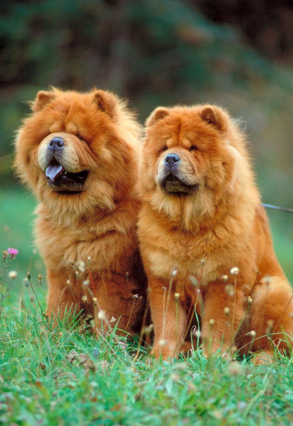 Chow Chow