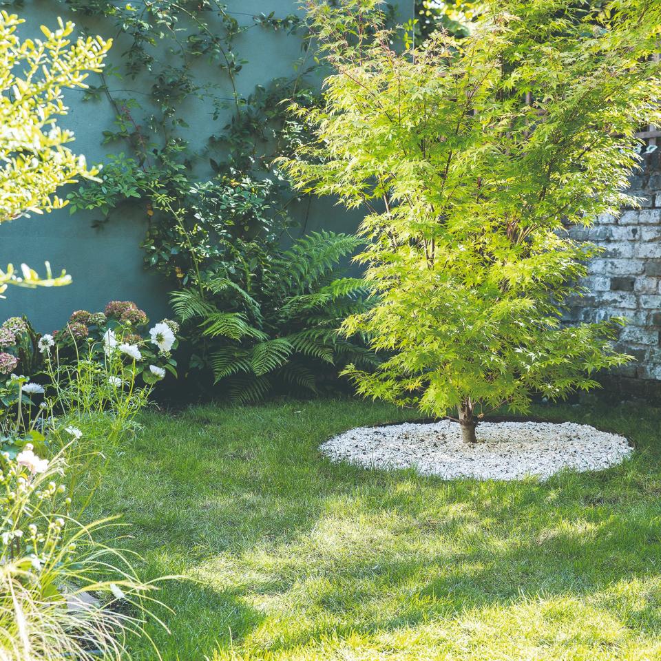 A garden with green grass and a tree