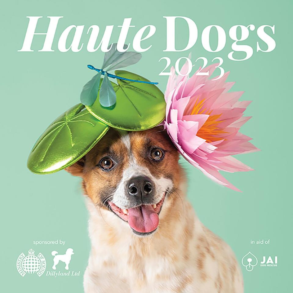 haute dogs