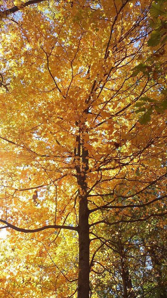 The Pate Hollow Trail has several areas that overlook Lake Monroe as well as miles of walking through the woods.