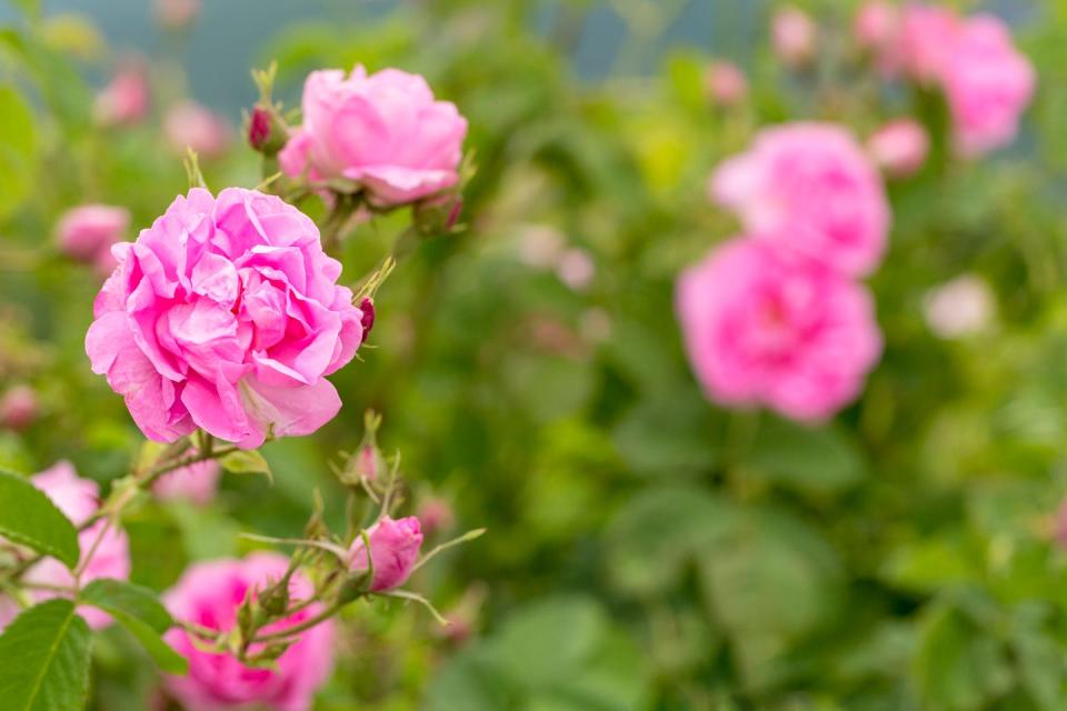 rose damascena fields bulgarian rose valley near kazanlak macro, close up copy space