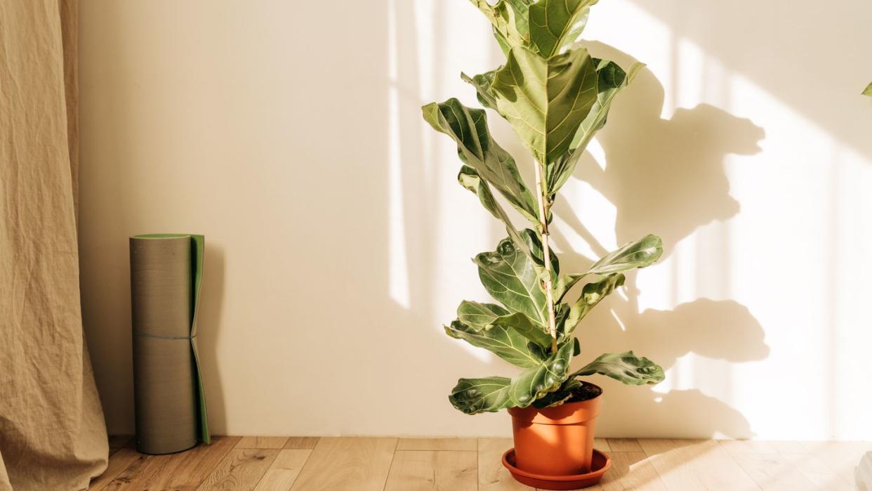 fiddle leaf fig