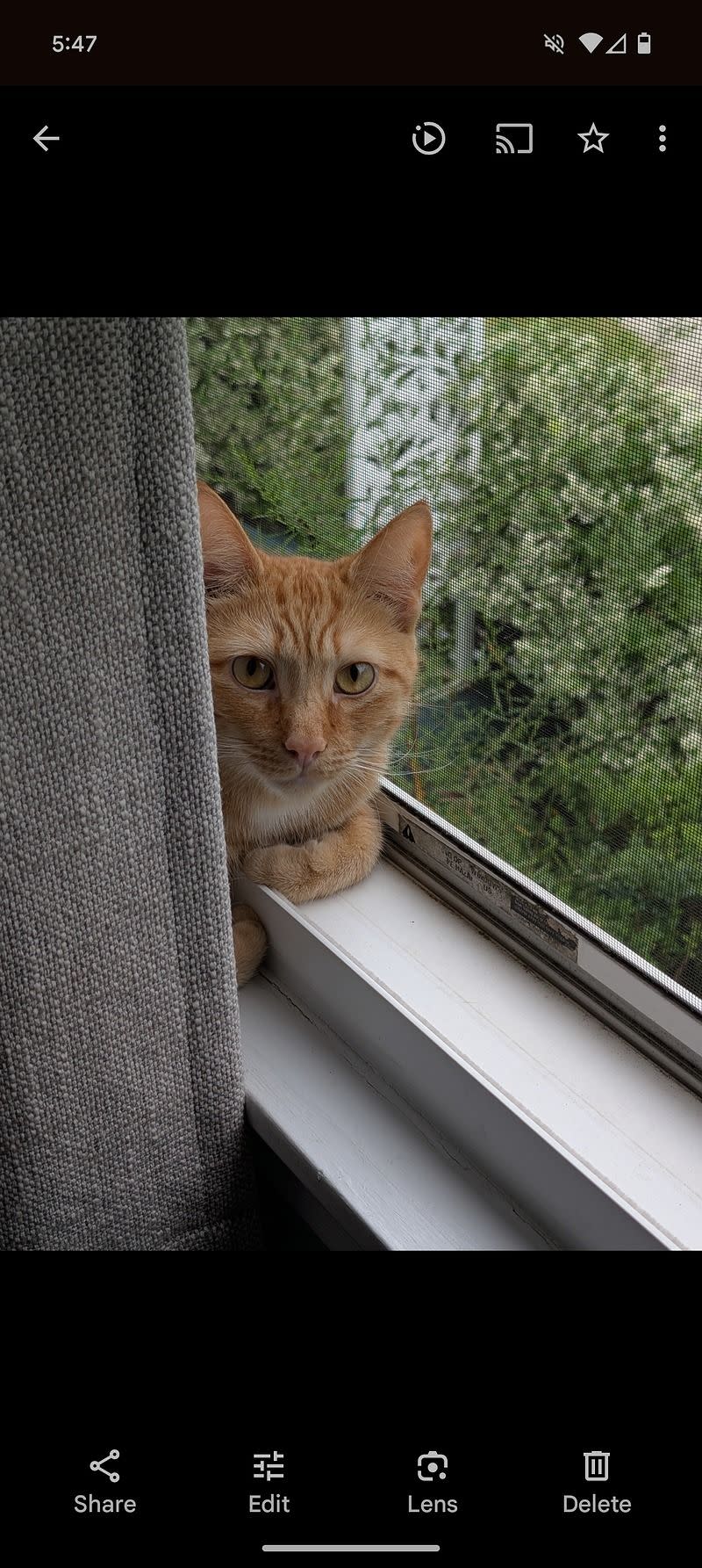 A picture of a cat next to a window and blinds