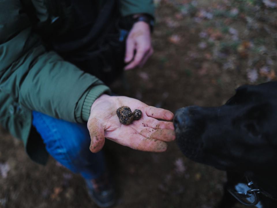 Truffle hunter Jean-Luc Monteillet shows a black truffle found by one of his dogs during a search through the oaks of the Domaine of Montine in Grignan, southern France on December 23, 2022. (Photo by OLIVIER CHASSIGNOLE / AFP) (Photo by OLIVIER CHASSIGNOLE/AFP via Getty Images)