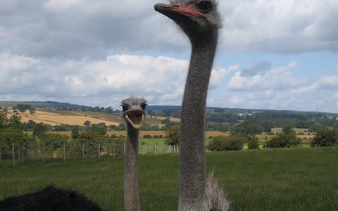 Exotic animals such as Ostriches and Llamas are not protected by the law covering dog attacks