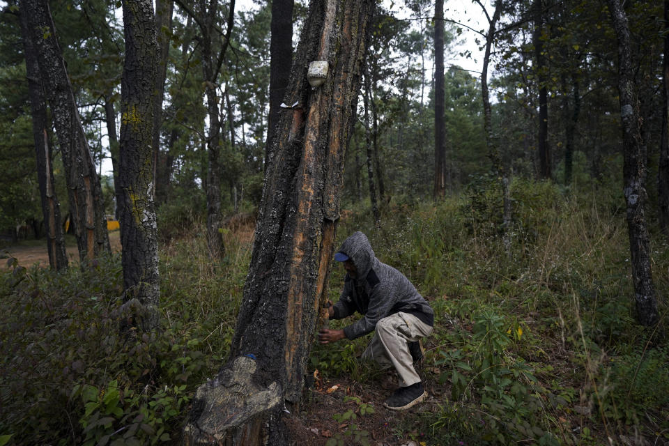 Alfonso Martinez, a member of self-governing farmers, collects resin in the pine-covered mountains surrounding the Indigenous township of Cheran Michoacan state, Mexico, Thursday, Jan. 20, 2022, where regular citizens have taken the fight against illegal logging into their own hands. Over the last decade they have seen illegal logging clear the hillsides for plantations of water hungry avocado trees. Some whose plots have been completely logged have resumed what had once been a sustainable forestry practice of extracting pine resin for turpentine or cosmetics. (AP Photo/Fernando Llano)