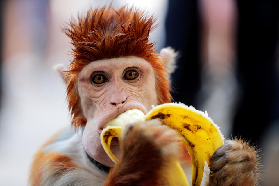 A monkey eats a banana in Islamabad