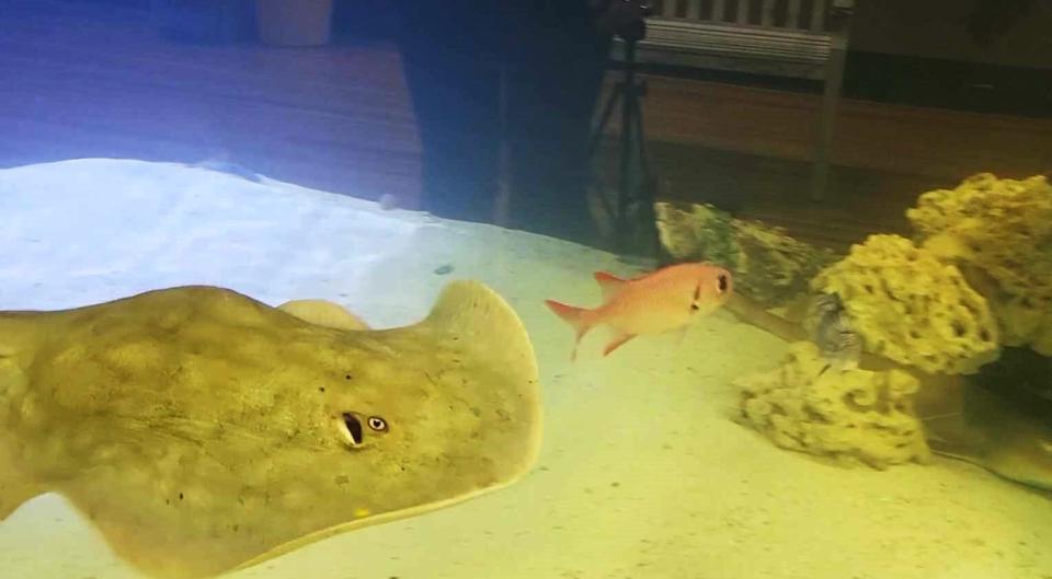 Charlotte, a stingray at Hendersonville's Aquarium and Shark Lab by Team Ecco, is pregnant through a process called parthenogenesis. She's expecting to give birth to one to four pups, according to aquarium staff members.