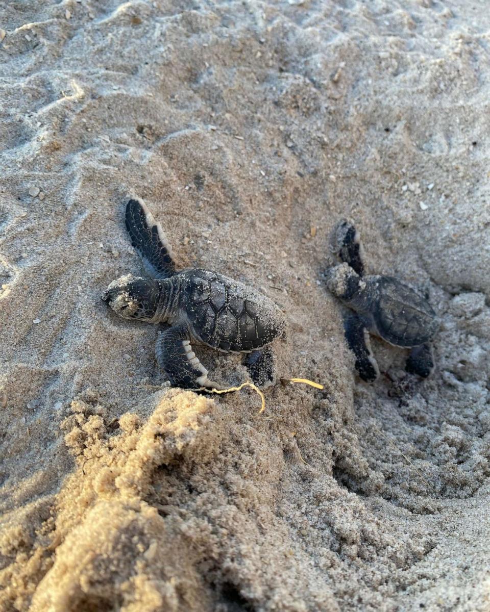 PHOTO: Green turtle hatchlings are shown at Florida's Space Coast. (Space Coast Office of Tourism)