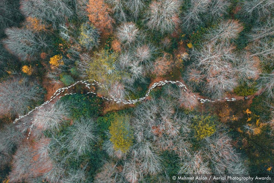 Forest path_Mehmet Aslan_Aerial Photography Awards 2020 copy