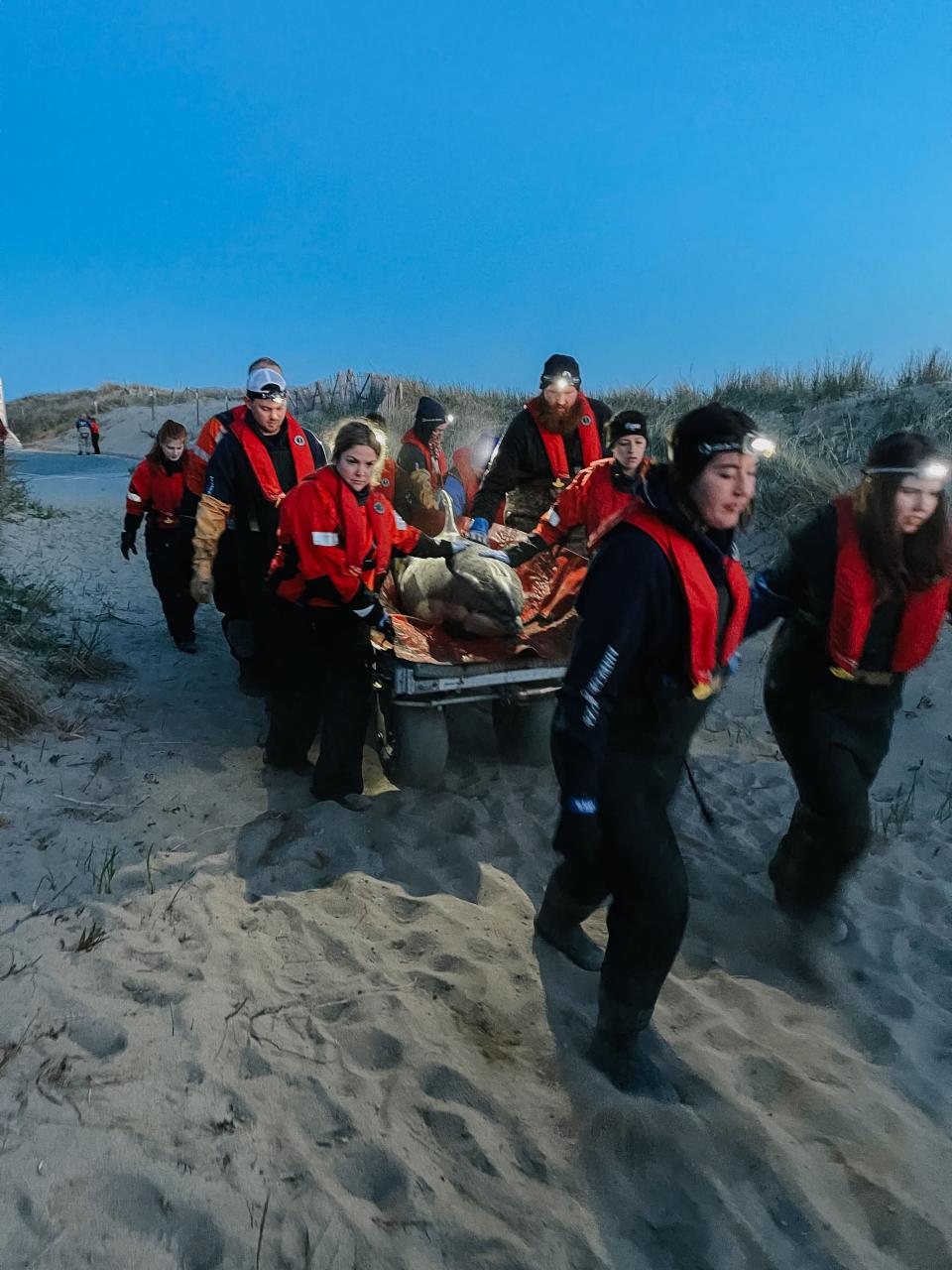 10 dolphins released into wild after seven-hour rescue effort