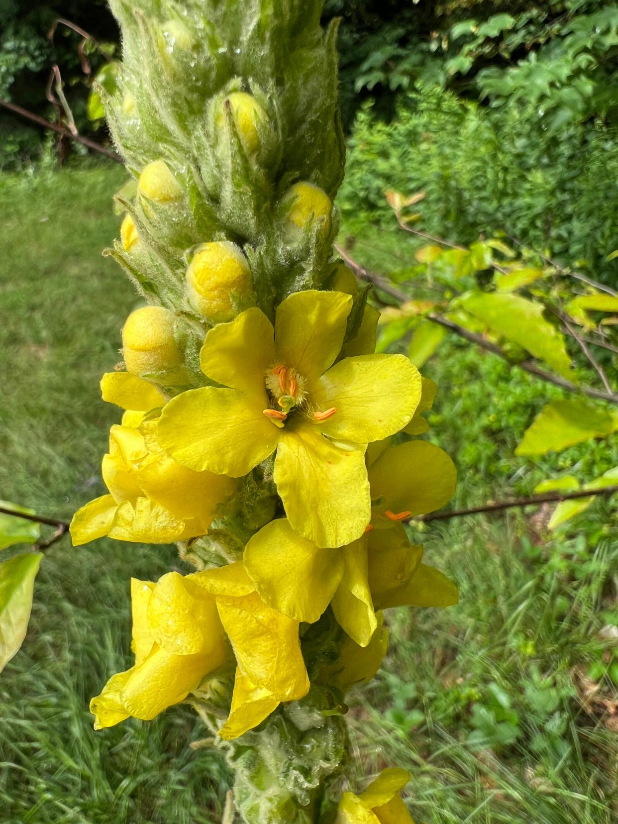 Mullein is a biennial; one year it produces a big rosette of leaves at the base, and the next year it produces a tall flower stalk.