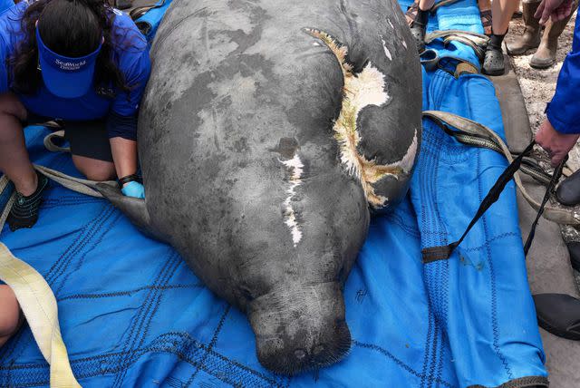 <p>Courtesy of SeaWorld </p> Reckless the manatee ahead of her release near Broward County Florida