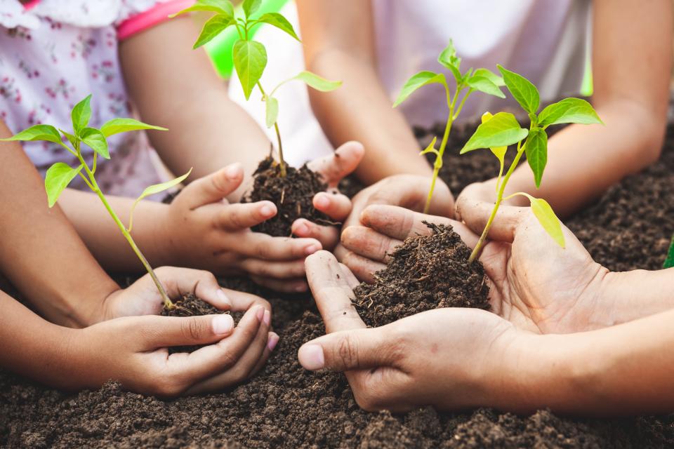 Proceeds from the Chippewa Luce Mackinac Conservation District's annual native plant and tree sale will go towards programs, services and educational activities.