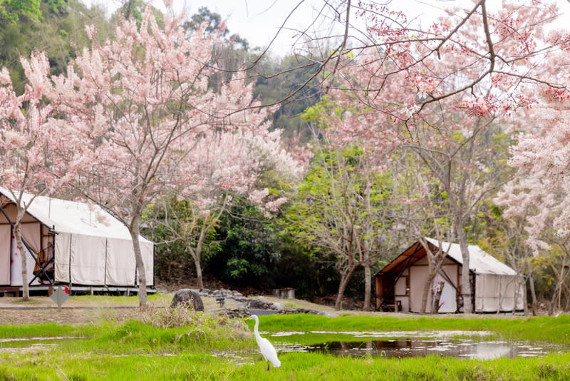 東高雄花旗木綻放 3月、4月是東高雄花旗木綻放季節，高雄市觀光局與 六龜觀光休閒協會合作推出活動；民眾只要到寶來不 老溫泉合作店家住宿泡湯，就可免費參加導覽遊程。 （高雄市觀光局提供） 中央社記者林巧璉傳真  113年4月17日 