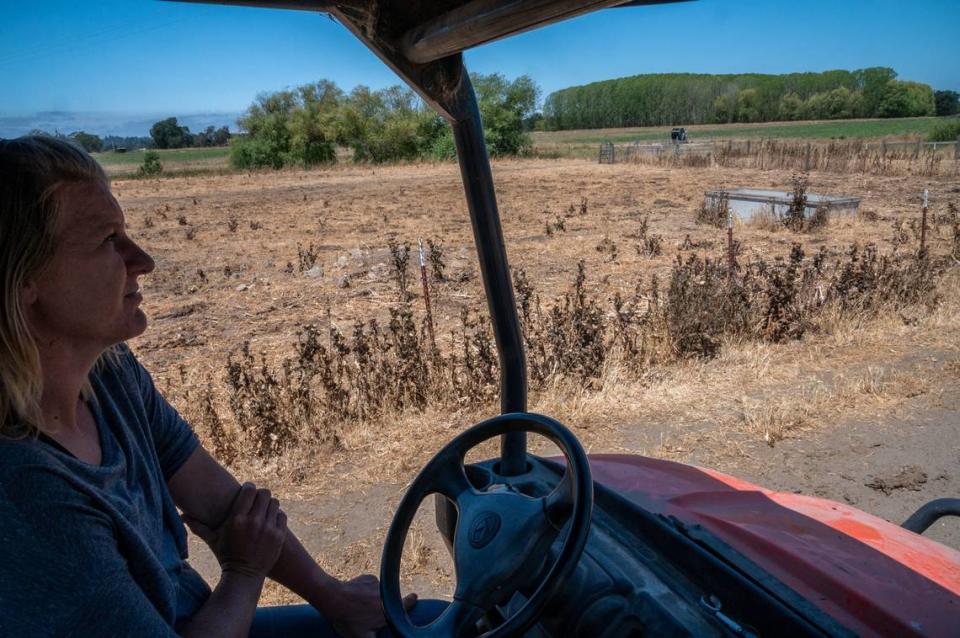 Dairy farmer Jennifer Beretta drives past her pastures, normally green but shriveled in the drought, on July 15 in Santa Rosa. The conditions have driven up the cost of feed and made milking cows unprofitable.