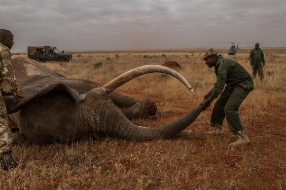 Wide Satao during a collaring operation in 2018. The male big tusker was saved earlier this year after being shot with poisoned darts (Getty)