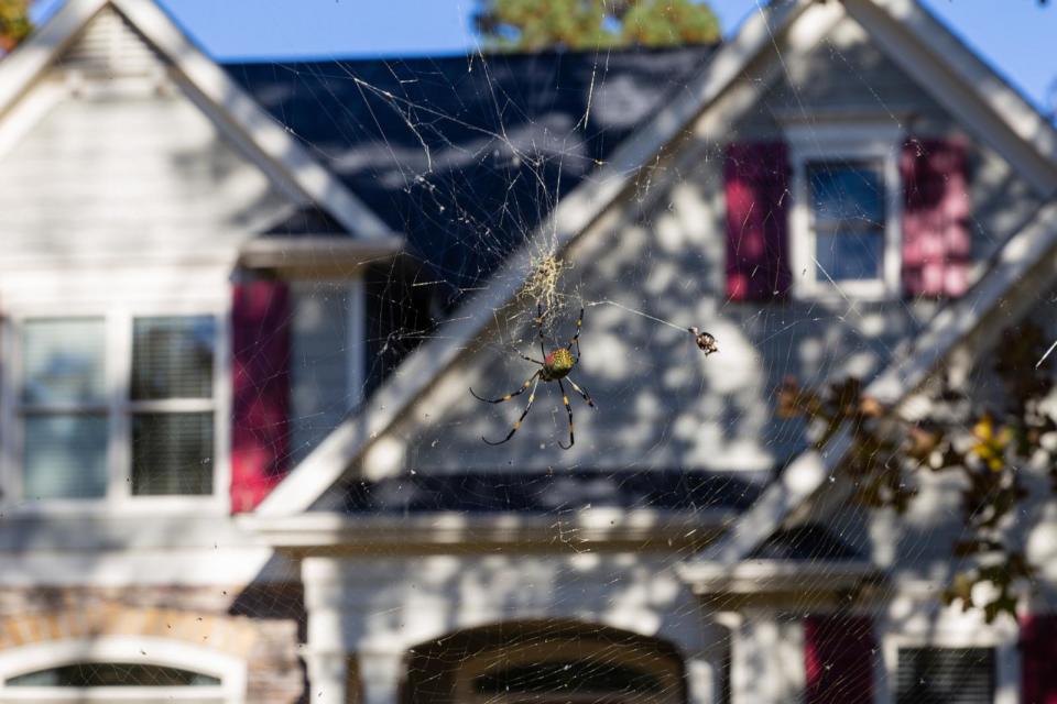 PHOTO: East Asian Joro Spider weaves its three dimensional web in a North Georgia suburb. (Carol A Hudson/Getty Images)