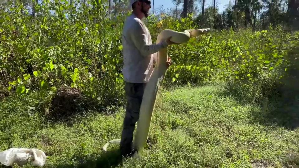 Screen Grab from footage showing Rhett and Taylor arriving at the scene where the snake was found. A homeowner had to call a duo of professional snake catchers after they discovered a rare boa constrictor in their backyard. See SWNS story SWFSboa. Rhett and Taylor Stanberry were fishing on December 12 - with their pet Brazilian tufted capuchin monkey Tobie - when they received a call. They made their way to the residential property in Naples, Florida after the homeowner described - what they assumed to be an invasive python - as "huge". At first, the snake catchers didn't think much of it due to the common nature of pythons in the state. Rhett said: "We just got a snake call, we had gotten a call about this snake yesterday and honestly didn't think much of it. "They said it was a huge python in their backyard and they needed somebody to get it. "They sent us a google image of an albino Burmese python. "If you know anything about the pythons here in south Florida, they're not albinos, they are normal-coloured snakes, brown and tan. "And now today they just messaged us saying 'please the snake is back' and they're sending these blurry photos of like a clearly white, yellow snake. "So there's some big albino snake in their yard. We've told them to stay back and we'll be there and find out what it is."