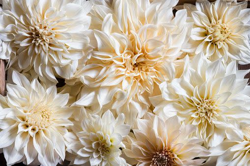 white flowers and flower names