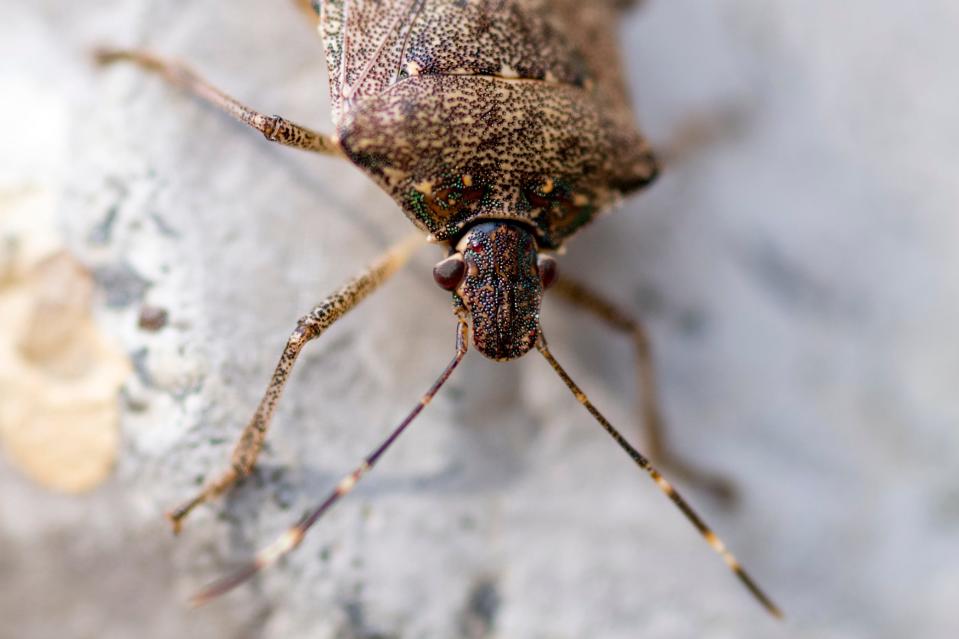 A brown marmorated stink bug crawls over a rock.