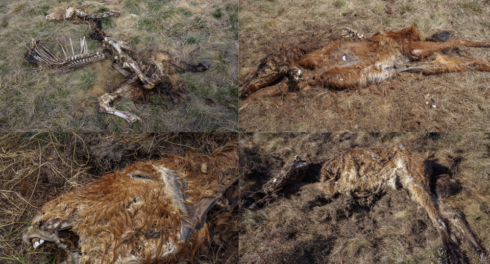 Dozens of carcasses were spotted in varying states of decomposition. Source: Snowy Brumby Photography Adventures with Michelle and Ian. 