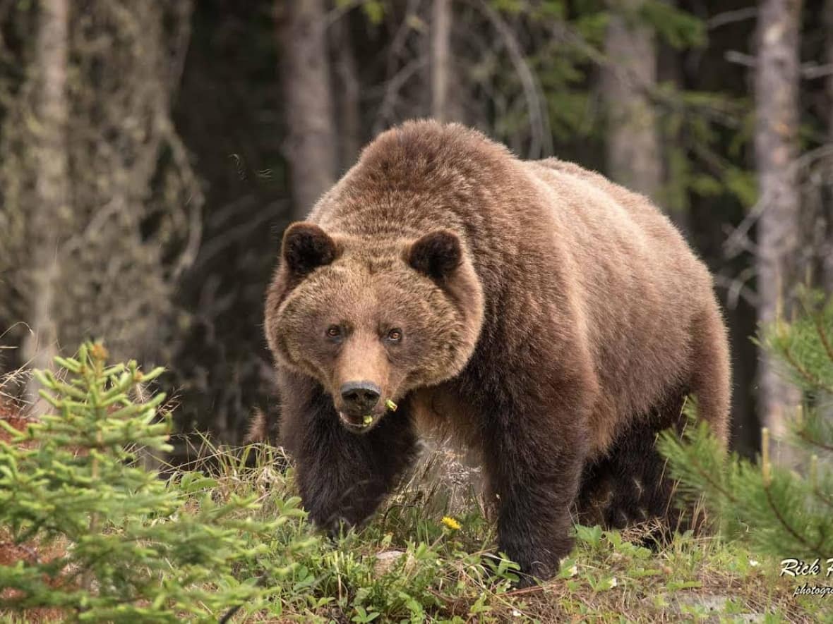 Stoney Nakoda Nations have worked to put traditional knowledge into practice with cultural monitoring reports, studies that follow the Stoney Cultural Monitoring methodology. (Rick Price Photography - image credit)