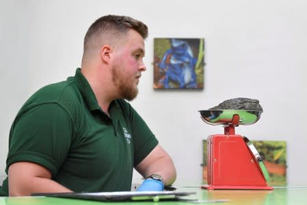 Zookeeper Unnar Aevarsson takes readings of African bullfrog during annual weigh-in at London Zoo