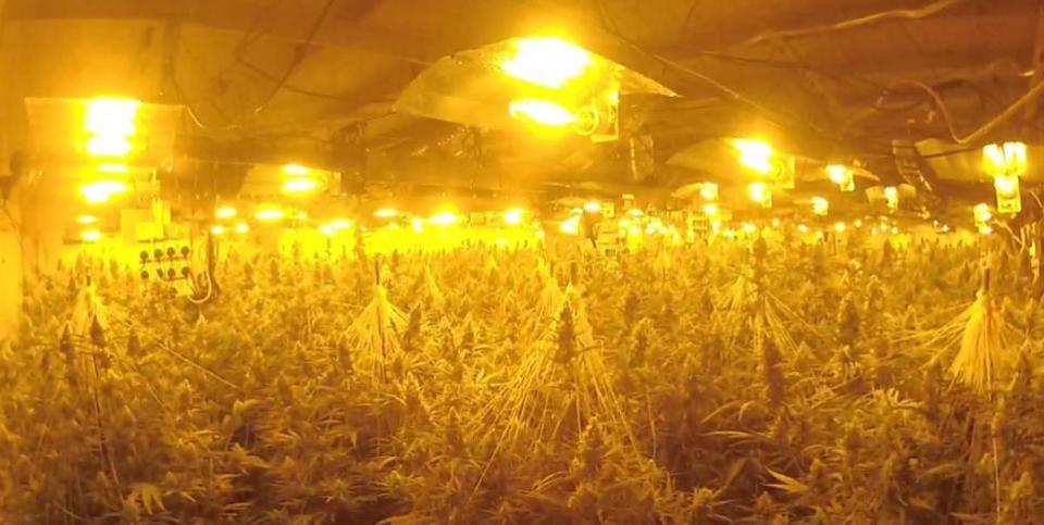 Daily Echo: In der Cannabisfabrik, die in der Millbank Street, Southampton, entdeckt wurde.