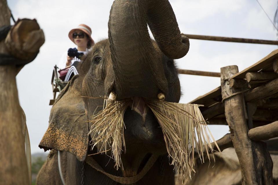 Riding elephants isn't part of Thai culture, and the animals are often maltreated (Getty)