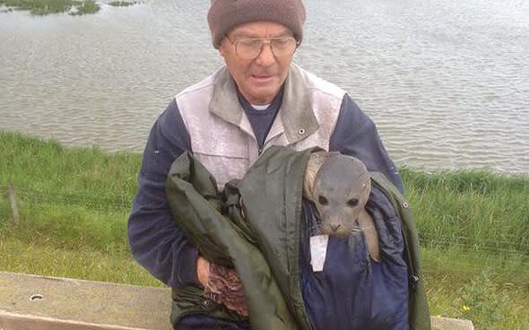 Baby seal rescued after getting stranded in cow field