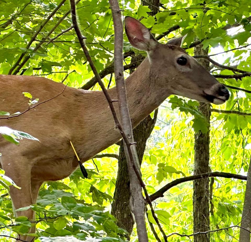 A doe near Bear River Valley trails seen with an arrow in its shoulder on Wednesday, Aug. 16.