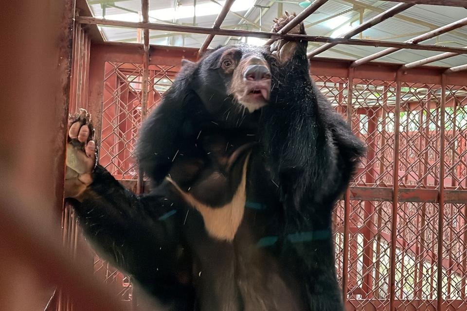 Bear rescued in Vietnam