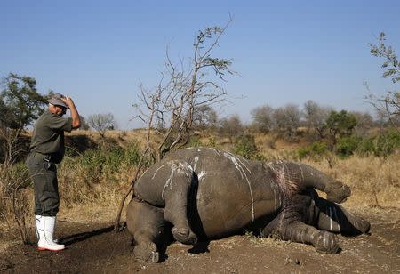 A ranger gestures before performing a post mortem on the carcass of a rhino after it was killed for its horn by poachers at the Kruger national park in Mpumalanga province August 27, 2014. REUTERS/Siphiwe Sibeko