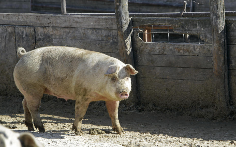 Roma, scrofa uccide uomo e ferisce gravemente bimbo (AP Photo/Charlie Neibergall, File)