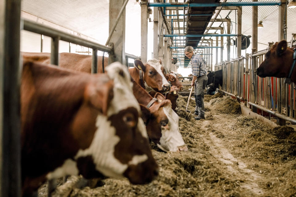 Cattle on a dairy farm, with a farmer raking hay.