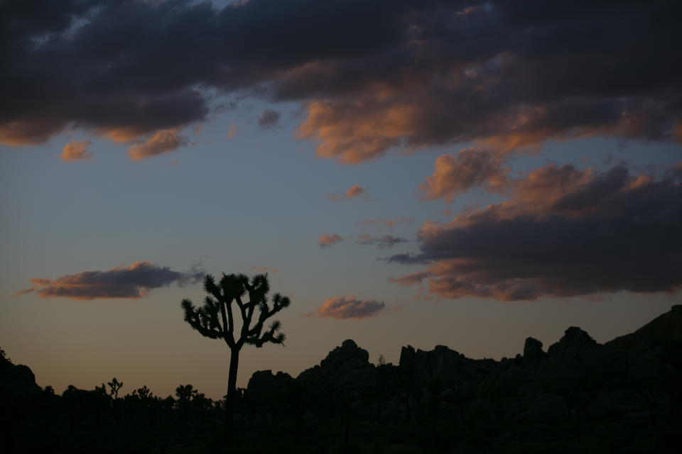 FILE - In this Tuesday, May 19, 2020 file photo a Joshua tree is silhouetted against the sky at Joshua Tree National Park in California. The western Joshua tree will be considered for protection under the California Endangered Species Act because of threats from climate change and habitat destruction, The state's Fish and Game Commission on Tuesday, Sept. 22, 2020, voted 4-0 to accept a petition that provides the yucca plants temporary protected status for one year while the agency conducts a study. After the review, commissioners will determine whether the species should be formally protected under the state law. (AP Photo/Jae C. Hong,File)