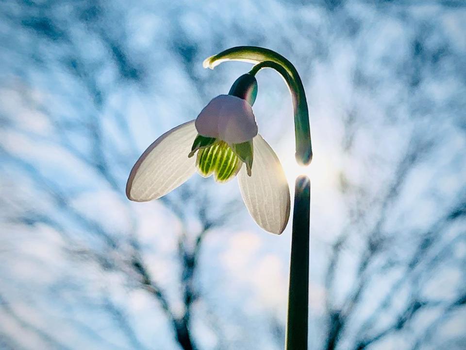 A snowdrop