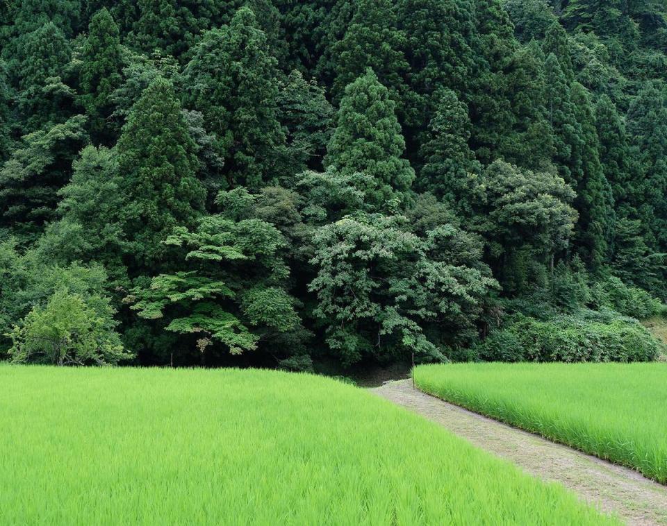 如果有機會到日本富山縣，一定要去拜訪擁有自家稻田的白岩酒造。（樂活酒窖提供）