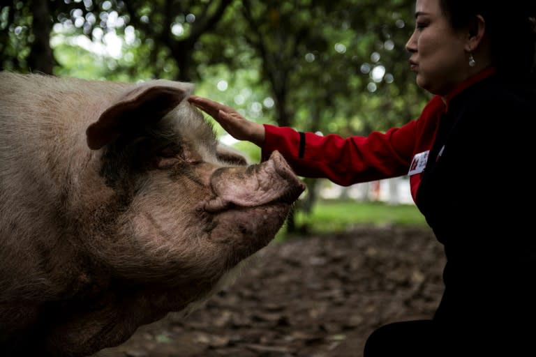 'Zhu Jianqiang' or 'Strong Pig' became a national icon after surviving more than a month under the quake rubble