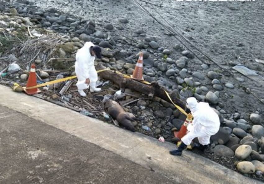 台中市龍井區大排6日下午發現死亡豬隻，台中市動物保護防疫處據報前往現場拉起封鎖線，初判豬隻無非洲豬瘟潮紅症狀，已交化製車運送化製，並全面消毒。 中央社（台中市政府提供）