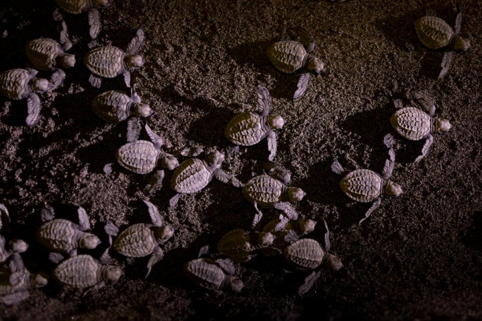 Baby olive ridley sea turtles make their way to the sea (Reuters)