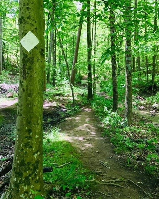 A white blaze on a tree marks the trail.