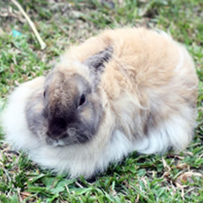 Lai Fa is a female, mixed breed brown rabbit. She is 2-years-old. Lai Fa was given up because her owner had no time to take care of her. She is a x-Lion Head who enjoys her hay, the company of her friend, Fa Lai, and some human affection. Her owner would have to make sure she's groomed at least once a week to keep her coat and skin healthy. (Photo and description provided by the SPCA)